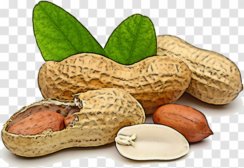 Peanut Plant Legume Nut Rock Transparent PNG