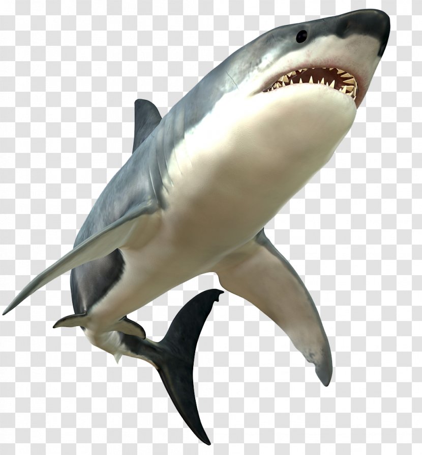 Great White Shark Bull - Jaw - Furious Big Transparent PNG