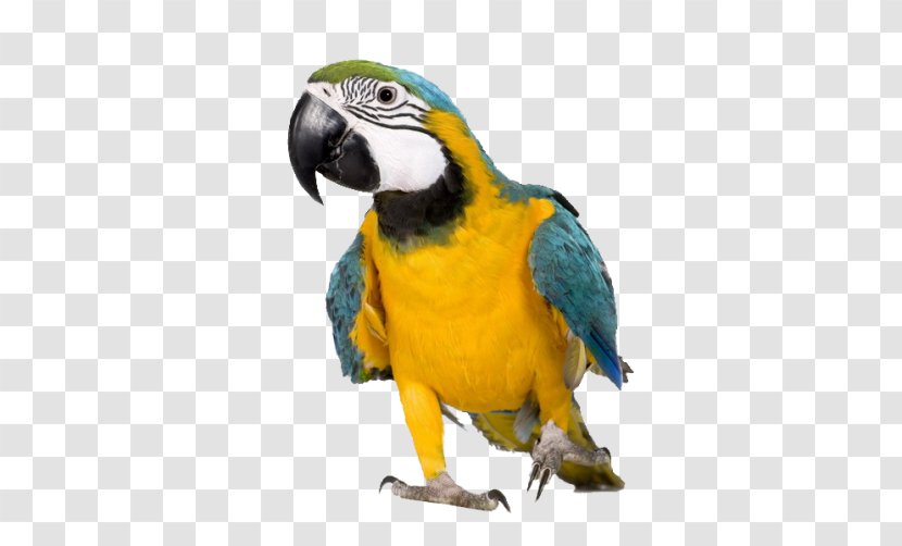 Blue-and-yellow Macaw Parrot Reptile Magana Jari Ce: Yaro, Ba Da Kudi A Gaya Maka - Pocket Pet Transparent PNG