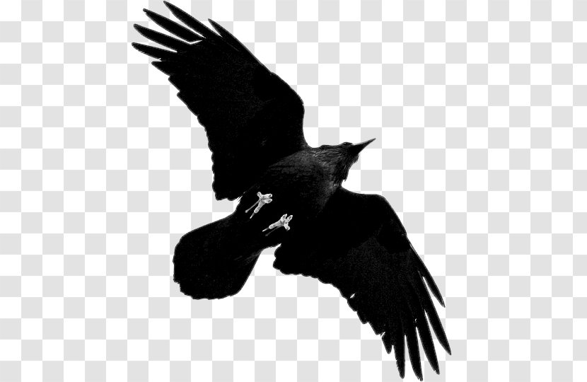 American Crow Rook Bird Bald Eagle Common Raven - Wildlife Transparent PNG