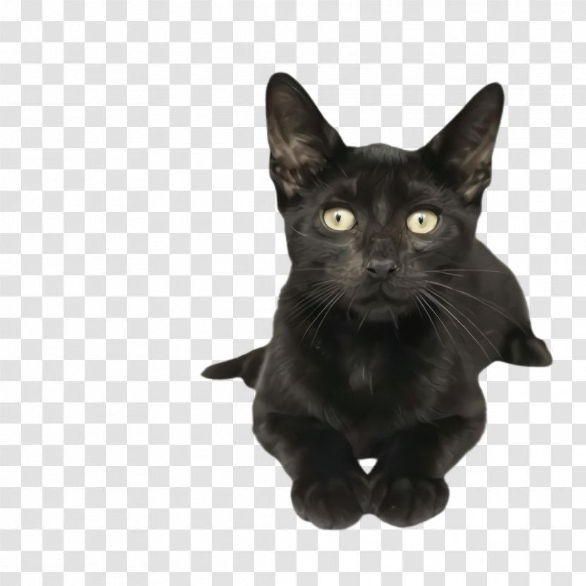Cat Black Small To Medium-sized Cats Bombay - Asian Korat Transparent PNG