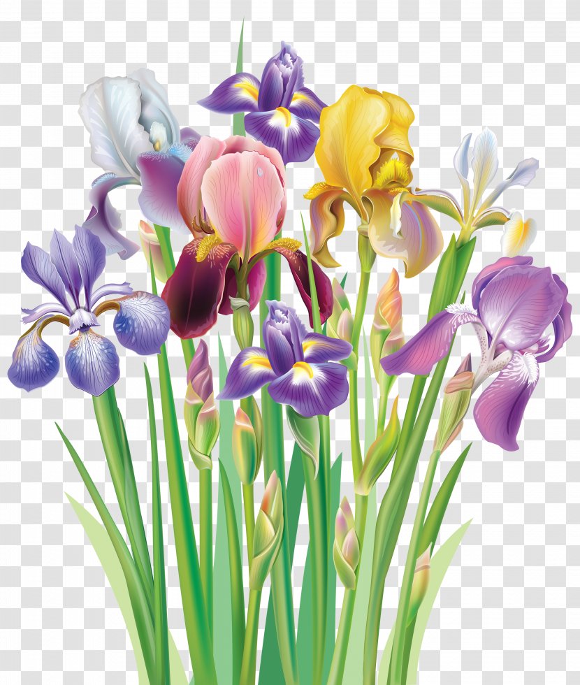 Iris Flower Data Set Versicolor Clip Art - Irises Clipart Image Transparent PNG