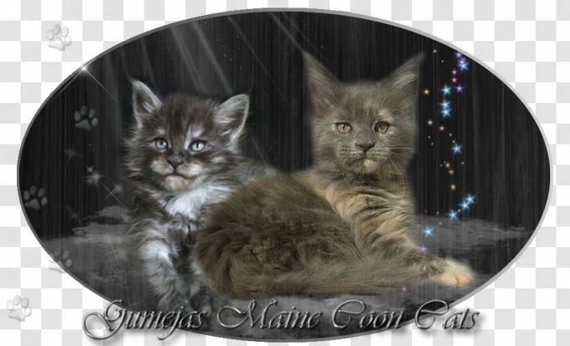 Maine Coon Pixie-bob Norwegian Forest Cat Kitten Animal - Vertebrate Transparent PNG