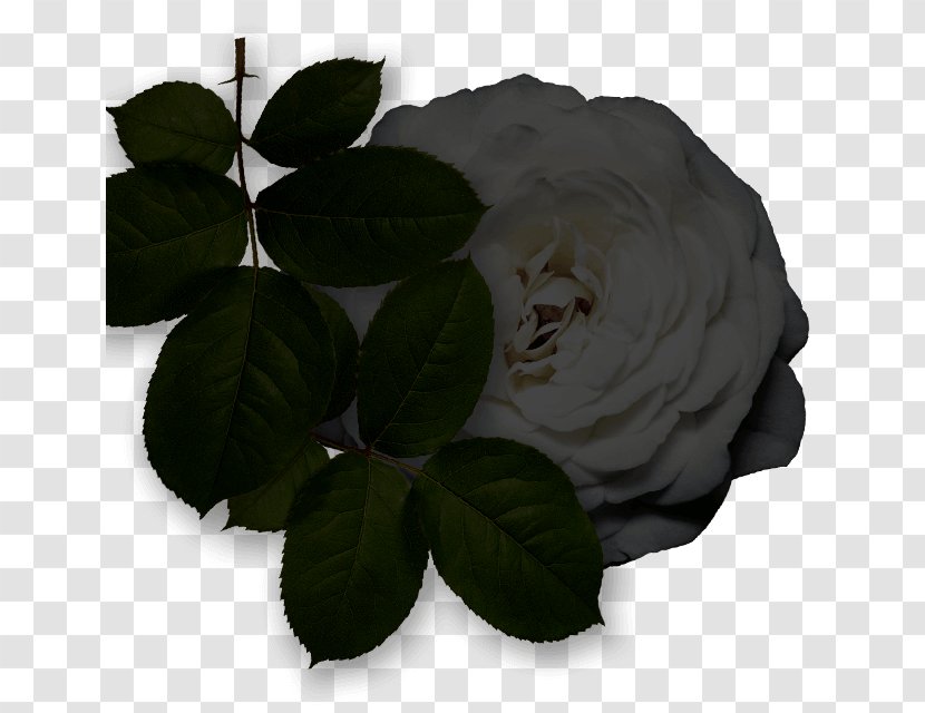 Garden Roses Cabbage Rose Leaf - Plant - Neroli Flower Transparent PNG