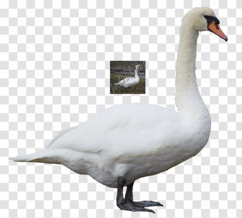 Cygnini Bird Clip Art - Ducks Geese And Swans - Swan Transparent PNG