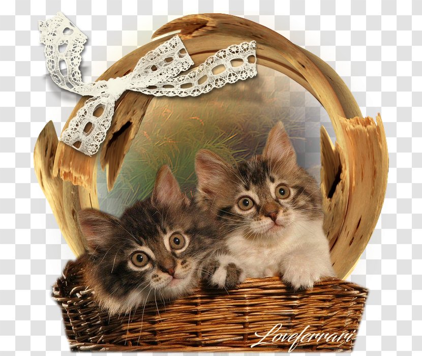 Kitten Maine Coon Clip Art - Small To Medium Sized Cats - Creative Love Transparent PNG