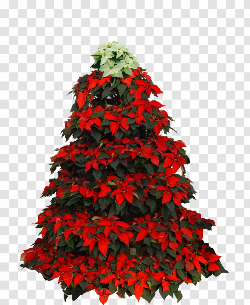 Christmas Tree Poinsettia Day - Woody Plant Transparent PNG