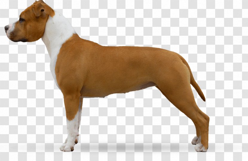 American Staffordshire Terrier Bull And Pit Old English - Coat - Puppy Transparent PNG