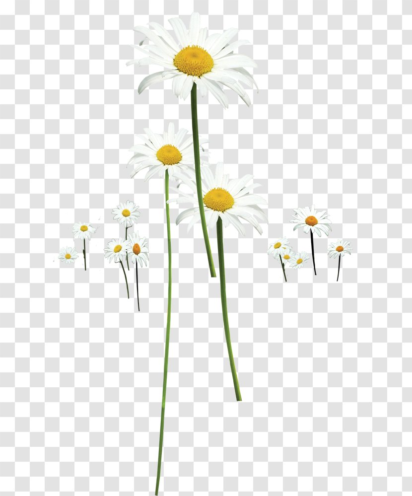 Chrysanthemum Indicum Clip Art - Daisy - Spring Beautiful Wild Transparent PNG