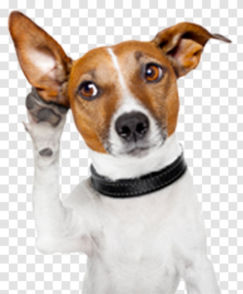 Dog Facts Puppy Cat Police - Like Mammal - Attention Transparent PNG
