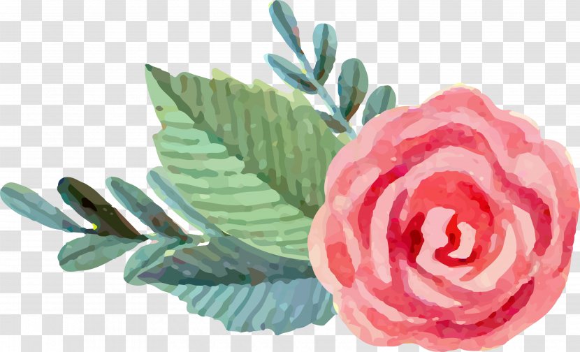 Garden Roses Beach Rose Watercolor: Flowers Watercolor Painting Pink - Flowering Plant Transparent PNG
