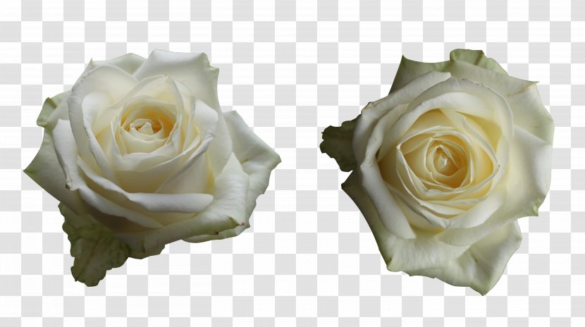 Centifolia Roses Cut Flowers Garden - Rose Order - White Transparent PNG