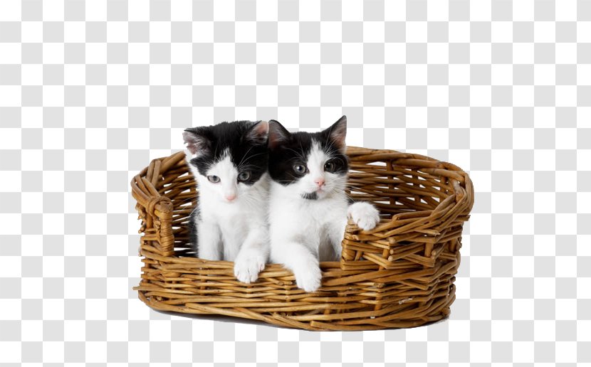 Kitten Cat Puppy Dog Felidae - Carnivoran - Bamboo Basket Transparent PNG