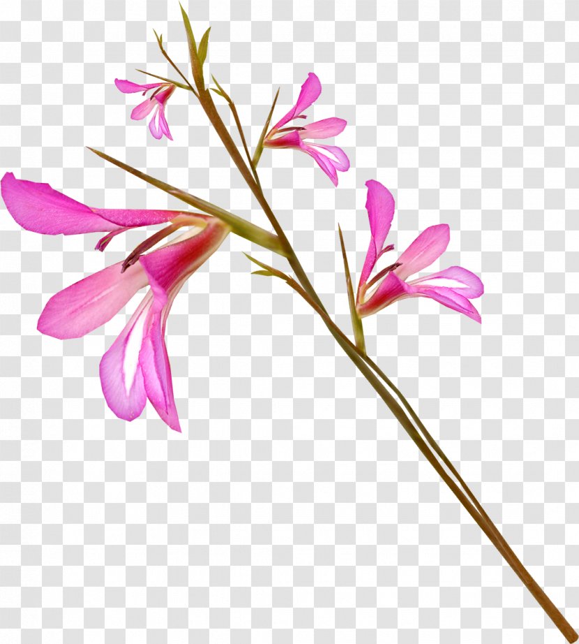 Flower Clip Art - Flora - Gladiolus Transparent PNG