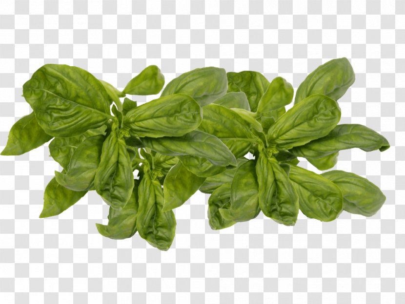 Leaf Vegetable Herb Basil Spinach Transparent PNG