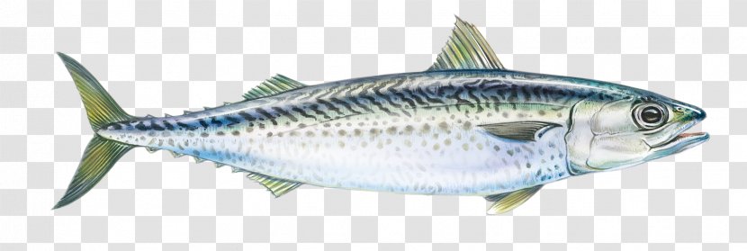 Sardine Mackerel Fish Products Anchovy - Bony Transparent PNG