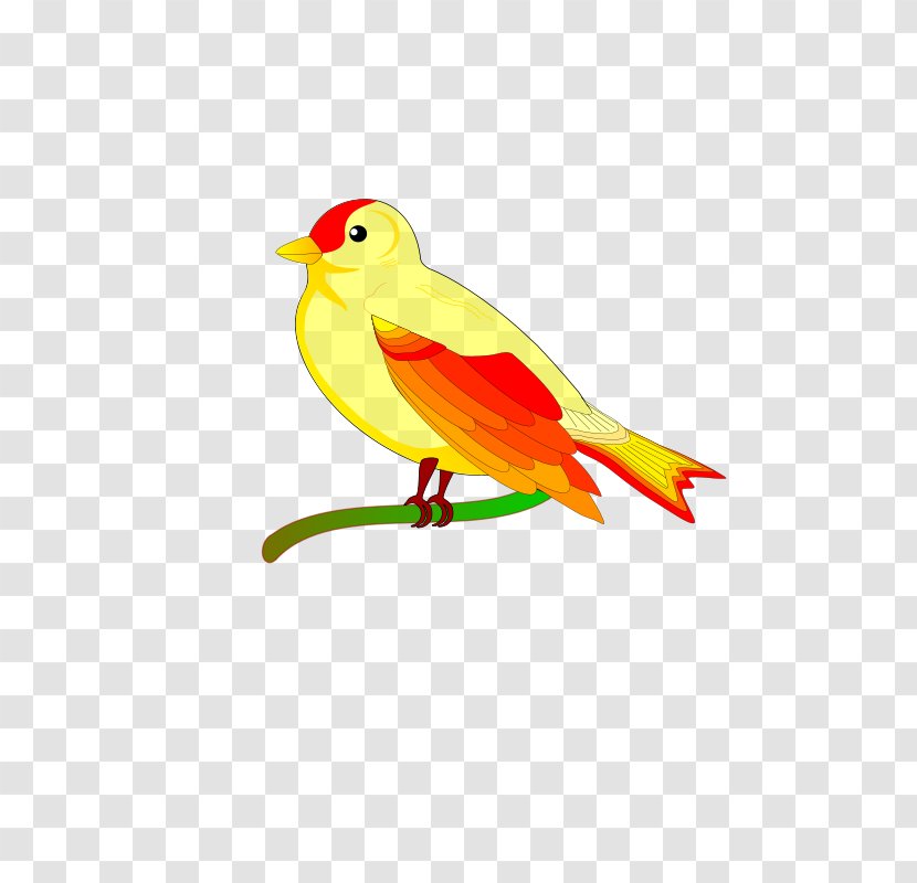 Bird Clip Art Vector Graphics Parrot - Drawing Transparent PNG