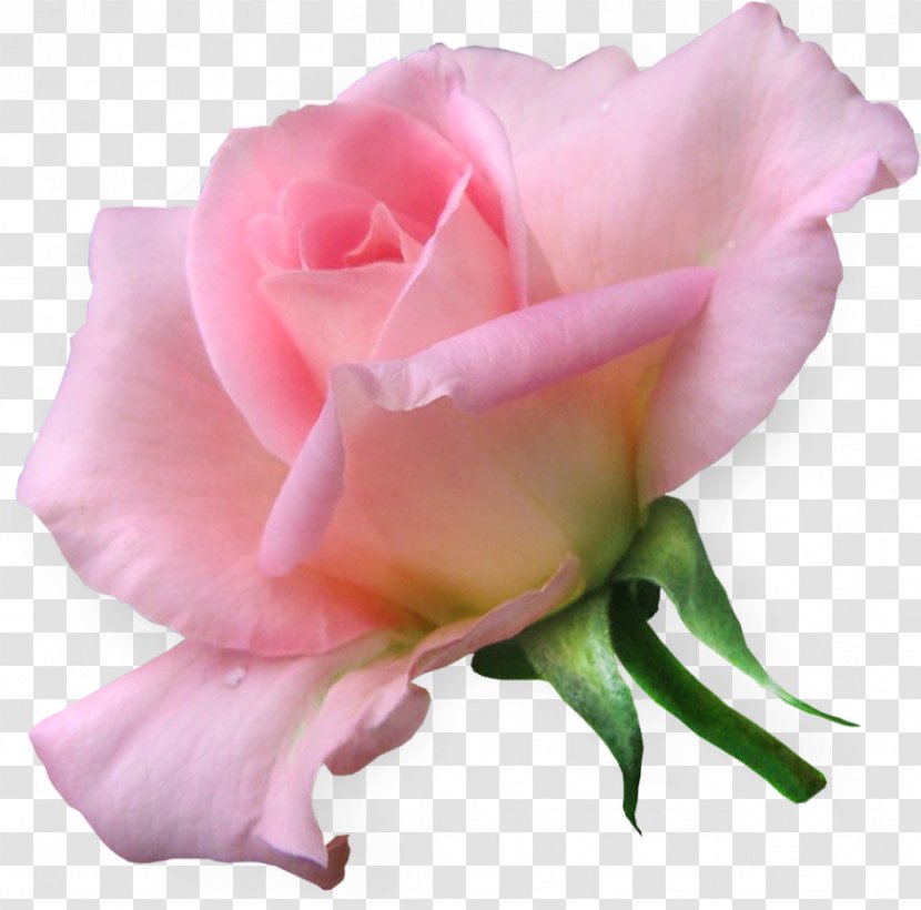 Clip Art Love Garden Roses Flower - Plant - Rose Transparent PNG