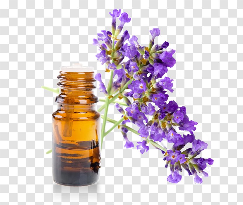 English Lavender Lavandula Latifolia Essential Oil Aromatherapy - Eucalyptus Transparent PNG