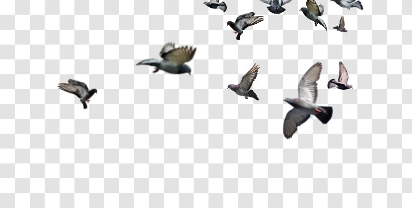 Flock Of Birds - Typical Pigeons - Beak Transparent PNG