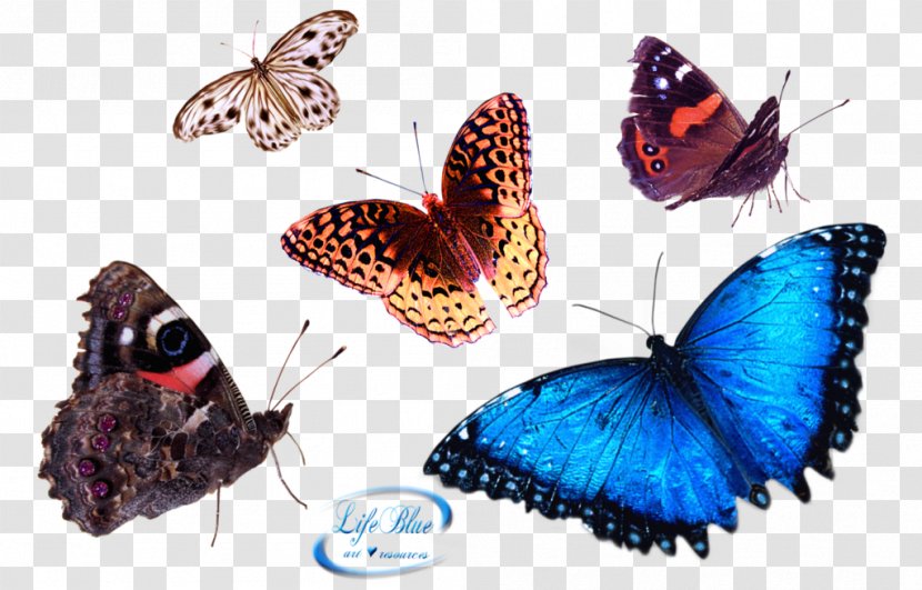 Butterfly - Insect Transparent PNG