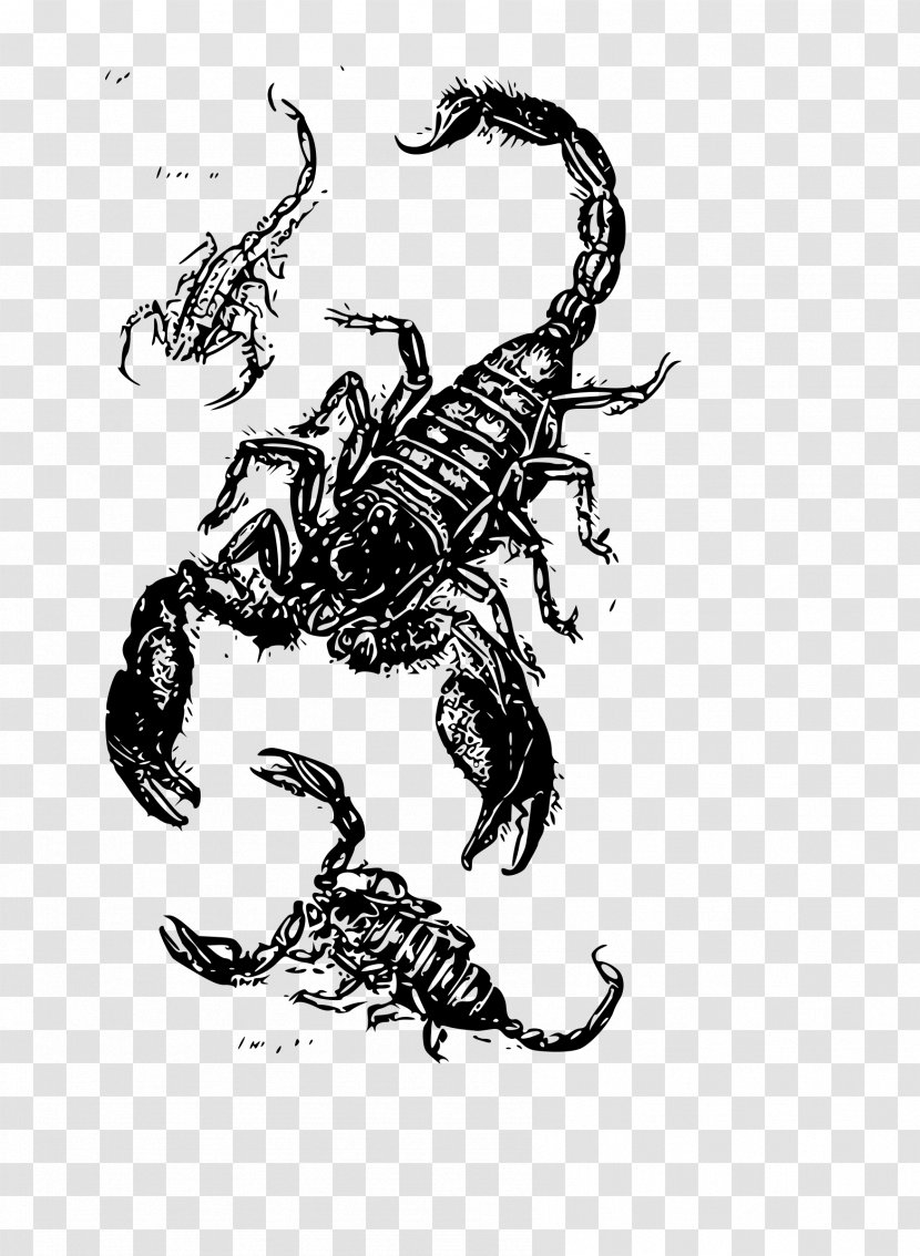 Scorpion Drawing Clip Art - Scorpio - Scorpions Transparent PNG