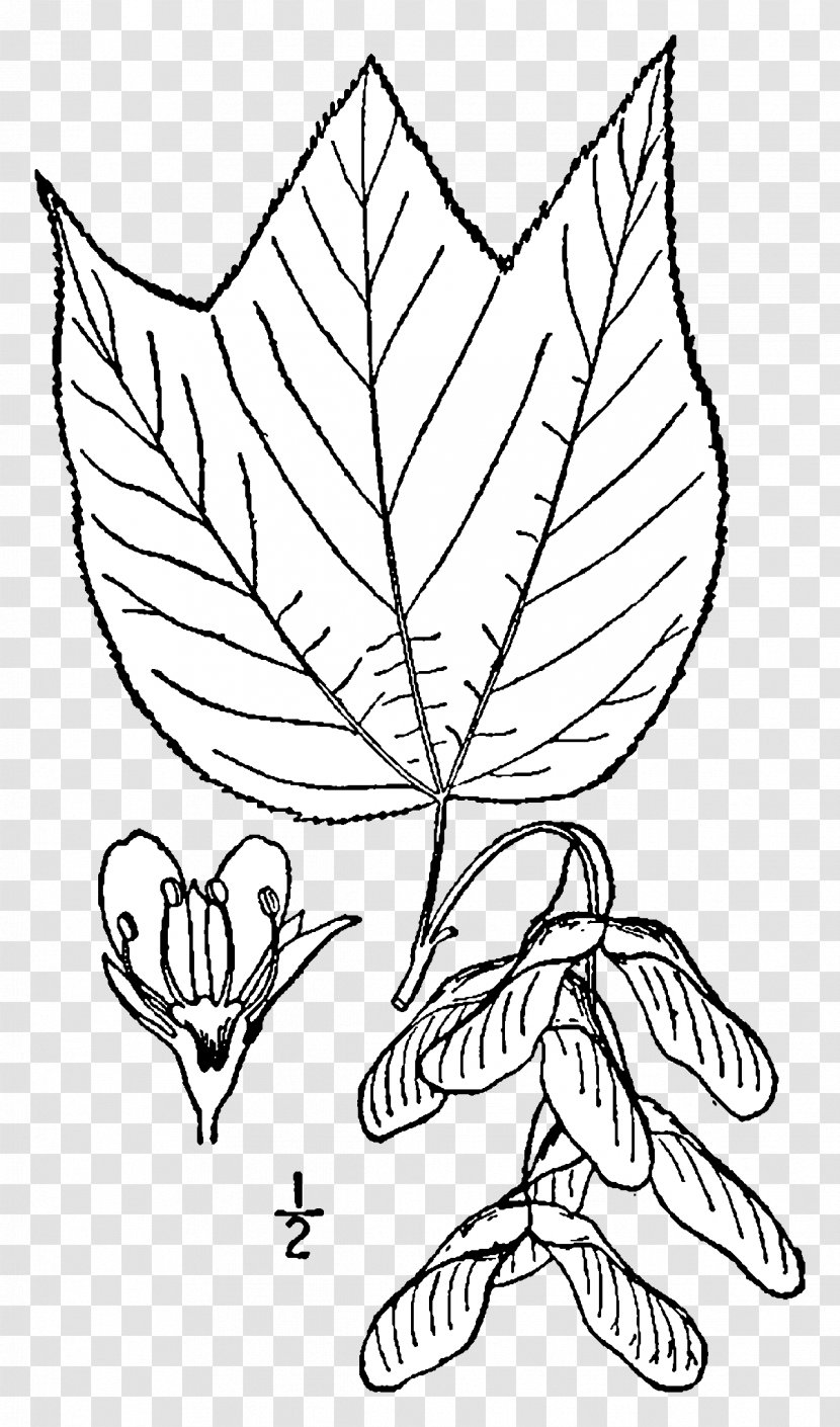 Acer Pensylvanicum Red Maple Tree Species Ginnala Transparent PNG