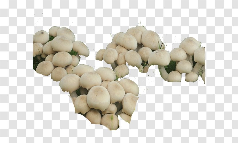 Oyster Mushroom Commodity Vegetable Fruit - Nansha Wetland Mushrooms Transparent PNG