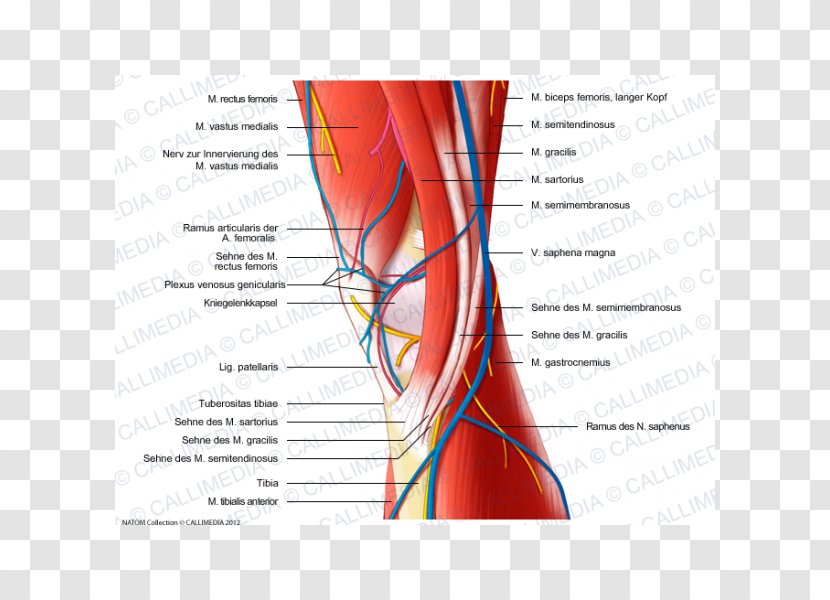 Nerve Muscle Medial Knee Injuries Human Anatomy - Cartoon - Silhouette Transparent PNG