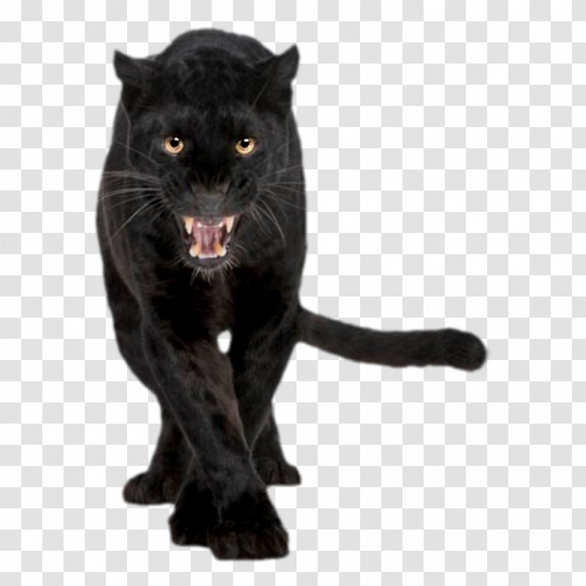 Leopard Black Panther Stock Photography Royalty-free Felidae Transparent PNG