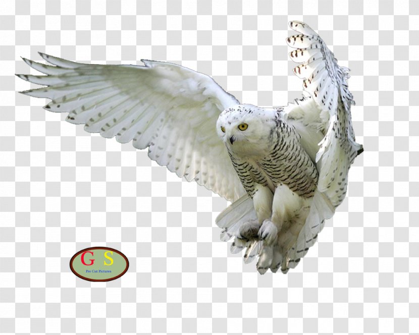 Barn Owl Bird Clip Art - Figurine - U Transparent PNG