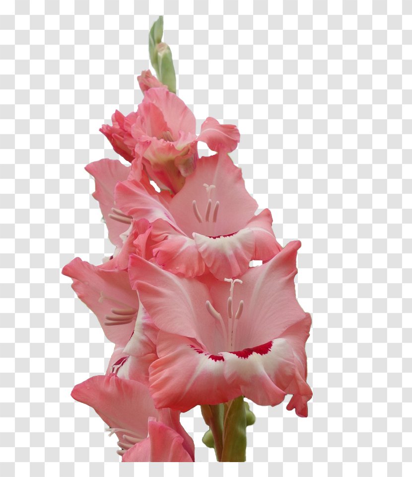 Gladiolus Cut Flowers Plant Stem Herbaceous Pink M - Plants - Courage Transparent PNG