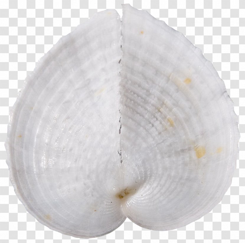 Tyre Conchology Mollusc Shell Cockle Seashell - Coquillage Transparent PNG
