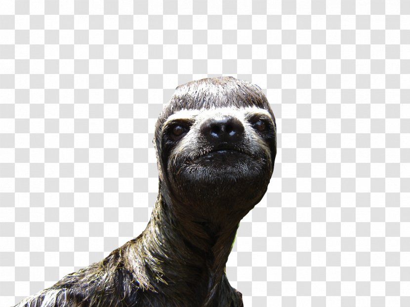 Sloth Animal Desktop Wallpaper - Snout Transparent PNG