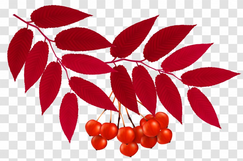 Autumn Leaf Color Red Clip Art - Leaves Decoration Clipart Image Transparent PNG