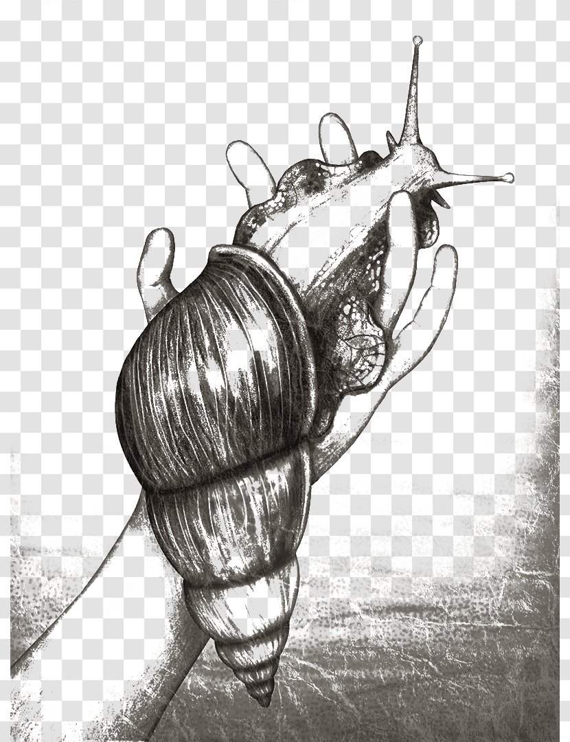 Snail Orthogastropoda Sketch - Giant African - Hand And Transparent PNG