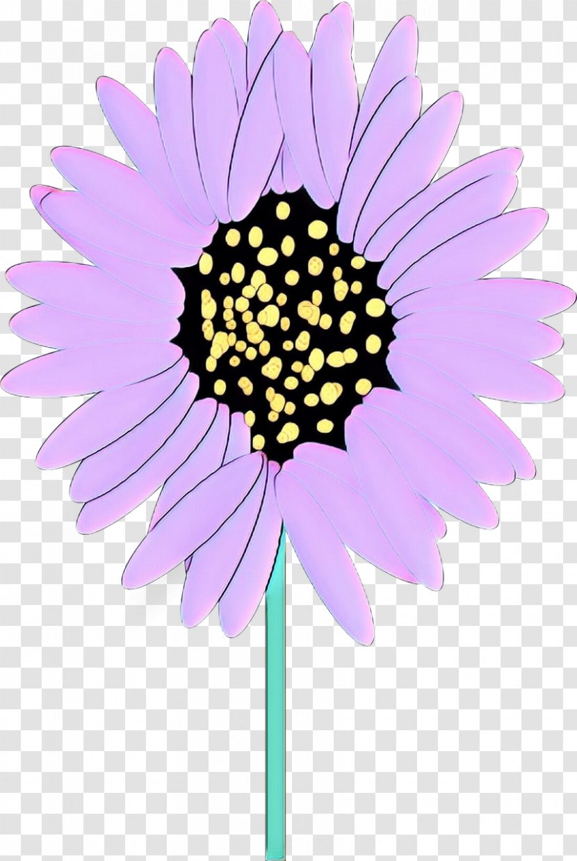 Flowers Background - Mayweed - Asterales Wildflower Transparent PNG