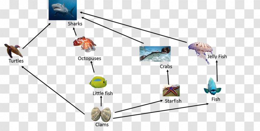 Great Barrier Reef Food Chain Web Crab - Mahogany Color Transparent PNG