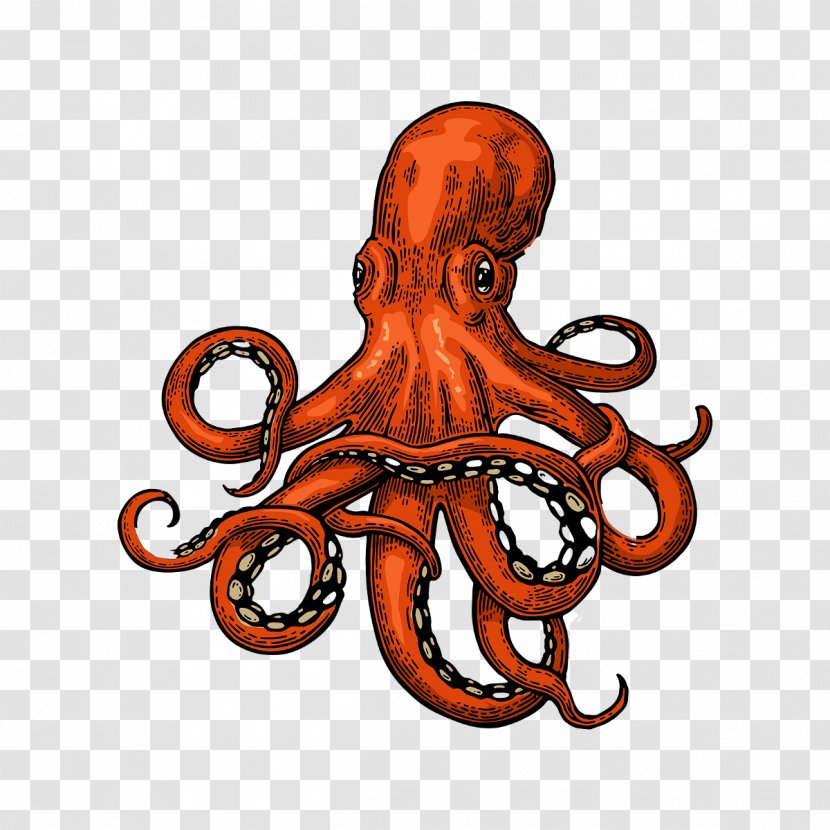 Octopus Squid Drawing Transparent PNG