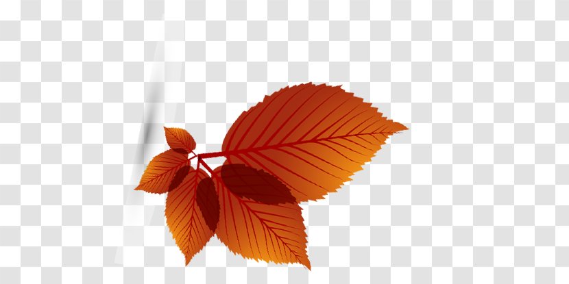 Maple Leaf Autumn Transparent PNG