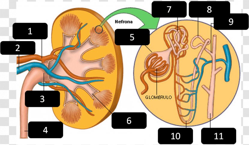 Kidney Nephron Excretory System Excretion Urine - Flower - Tree Transparent PNG