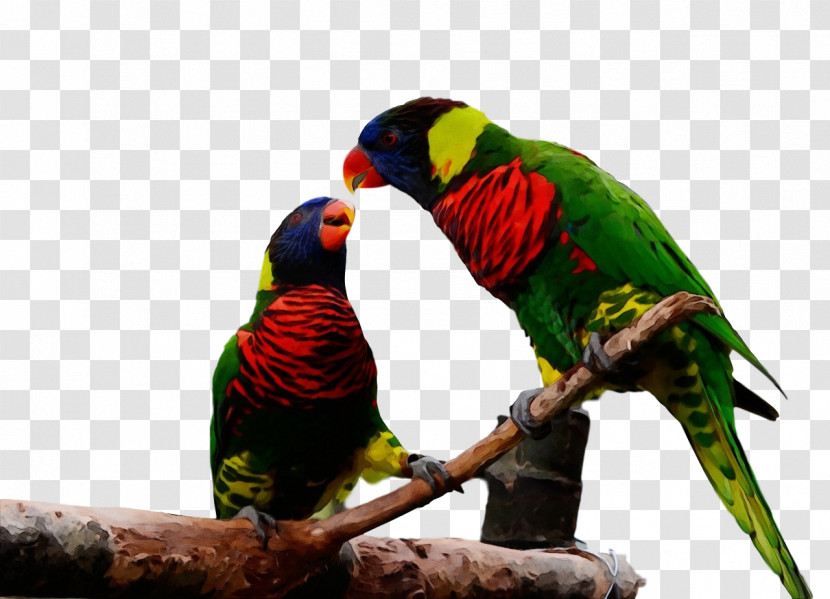 Loriini Rainbow Lorikeet Macaw Parakeet Beak Transparent PNG