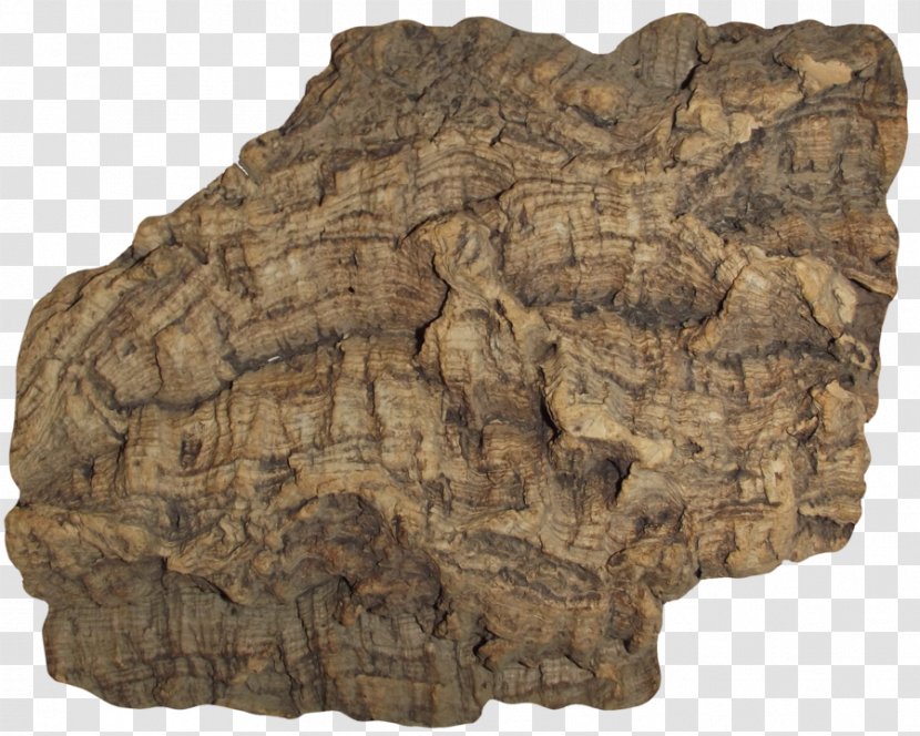 Bark Cork Tree Wood Transparent PNG