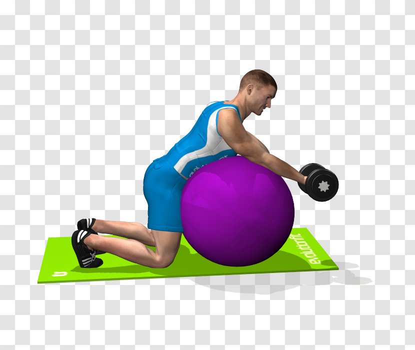 Exercise Balls Pilates Medicine Shoulder - Cartoon - Biceps Curl Transparent PNG