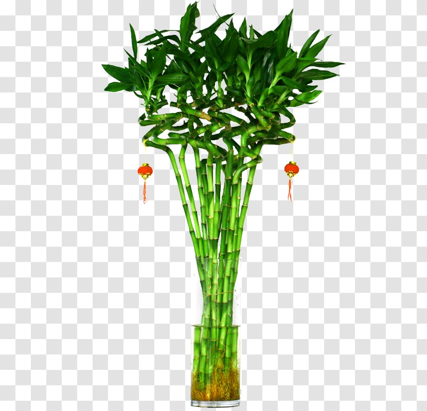 Lucky Bamboo Tree Plant Hydroponics - Rich Water Culture Transparent PNG