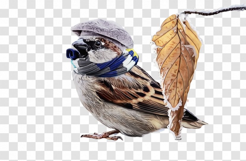 Bird House Sparrow Songbird Jay Perching - Watercolor - Blue Finch Transparent PNG