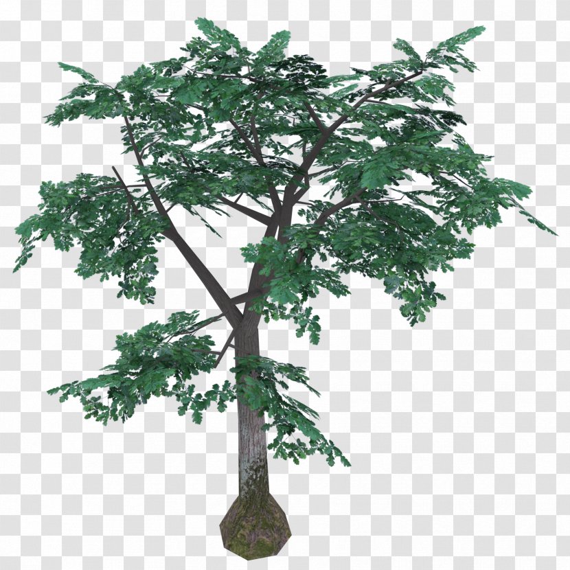 Unregistered Trademark Flowerpot History Houseplant - Philosophy - Quercus Phellos Transparent PNG