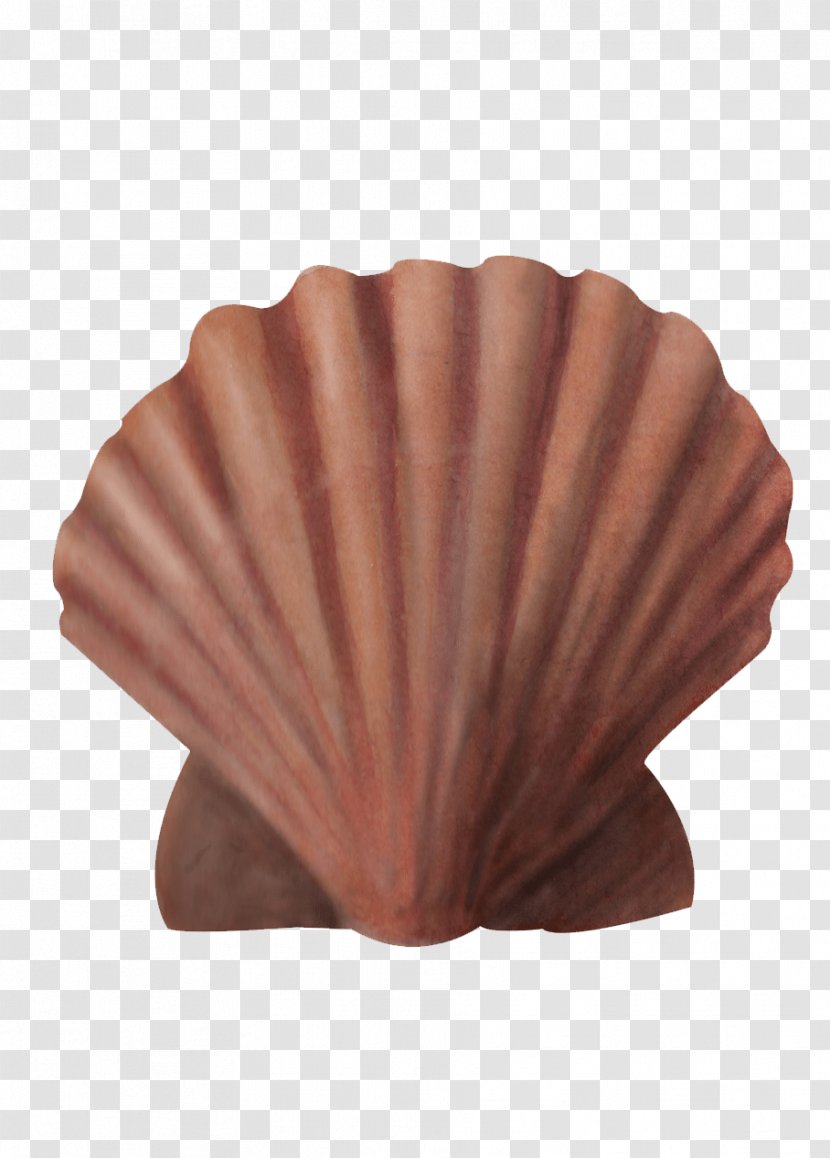 Dog Cockle Great Scallop Seashell Fishing Area 0 - Turbin Transparent PNG