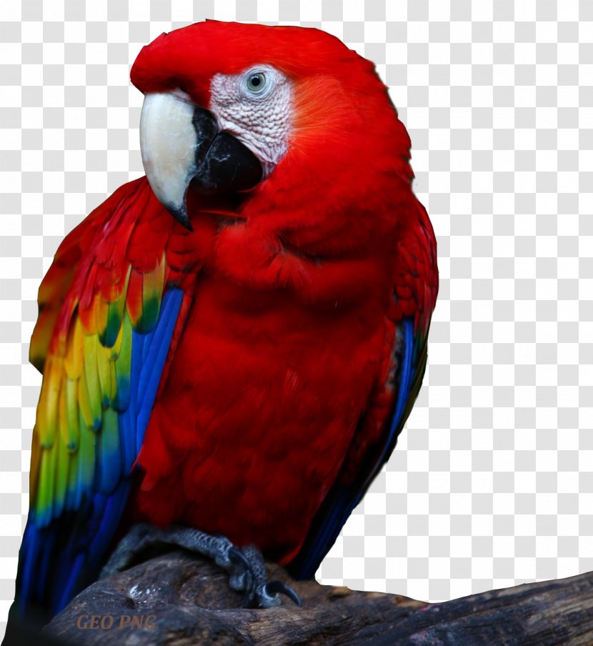 Parrot Bird Desktop Wallpaper High-definition Television 1080p - Parakeet Transparent PNG
