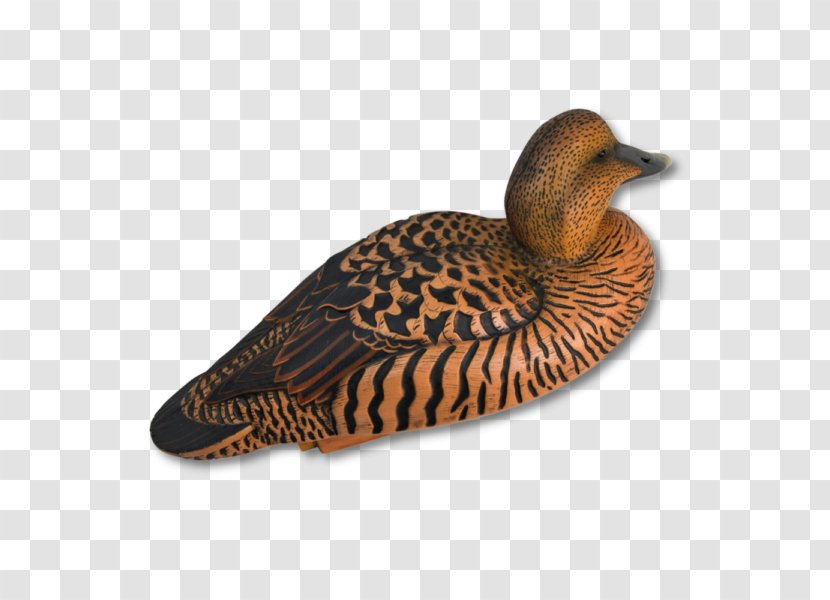 Mallard Duck Beak Fauna Fowl - Bird Transparent PNG